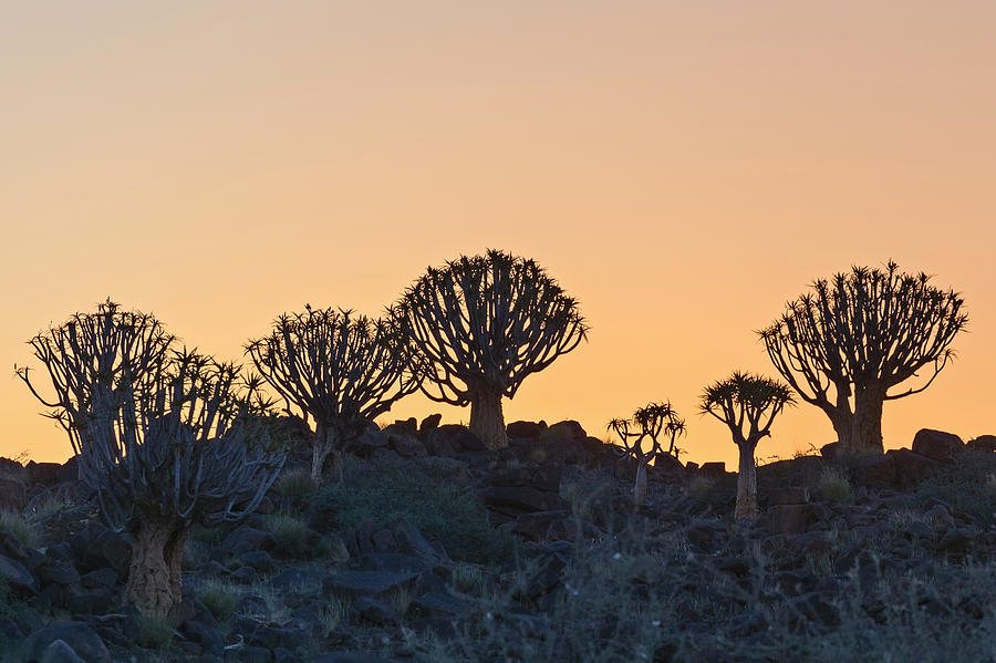 Quiver Tree Forest - Namibia Photograph by Joana Kruse