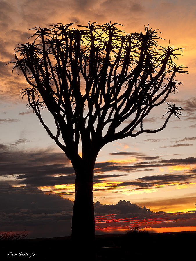 Quiver Tree Sunset Photograph by Fran Gallogly
