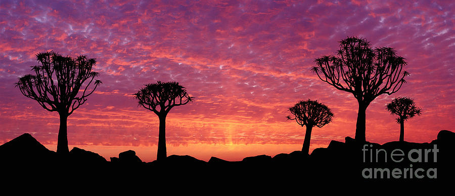 Quiver Trees at sunset Photograph by Warren Photographic