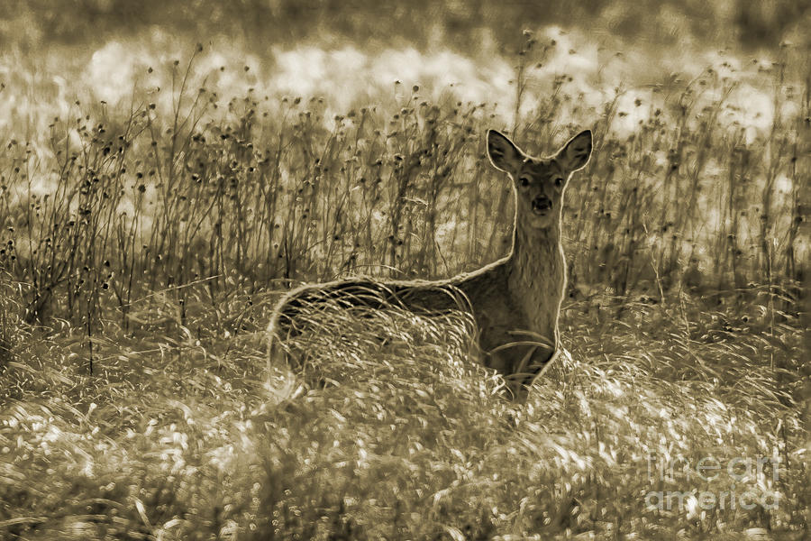 Quivira National Wildlife Refuges White-tailed Deer Photograph by Priscilla Burgers