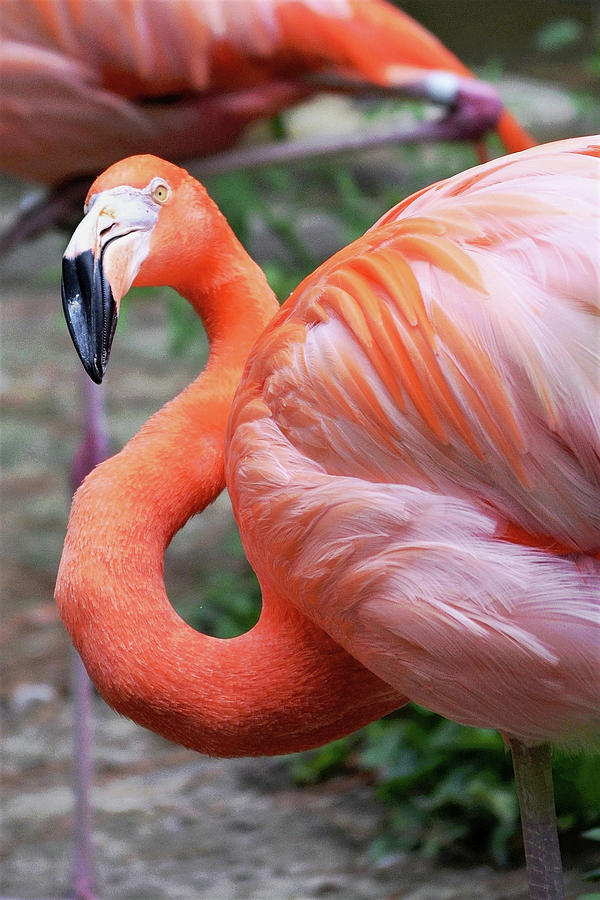 Quizzical American Flamingo Photograph by Kim Bemis