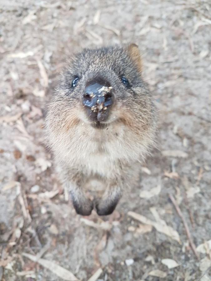 Quokka Love Photograph by Dani Brown - Fine Art America