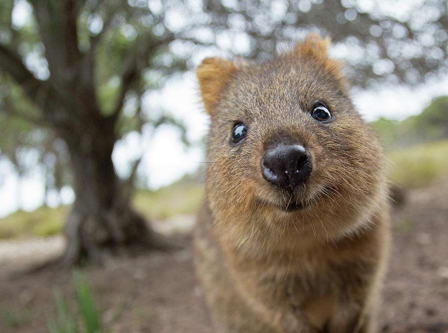 Quokka Photograph by Max Waugh
