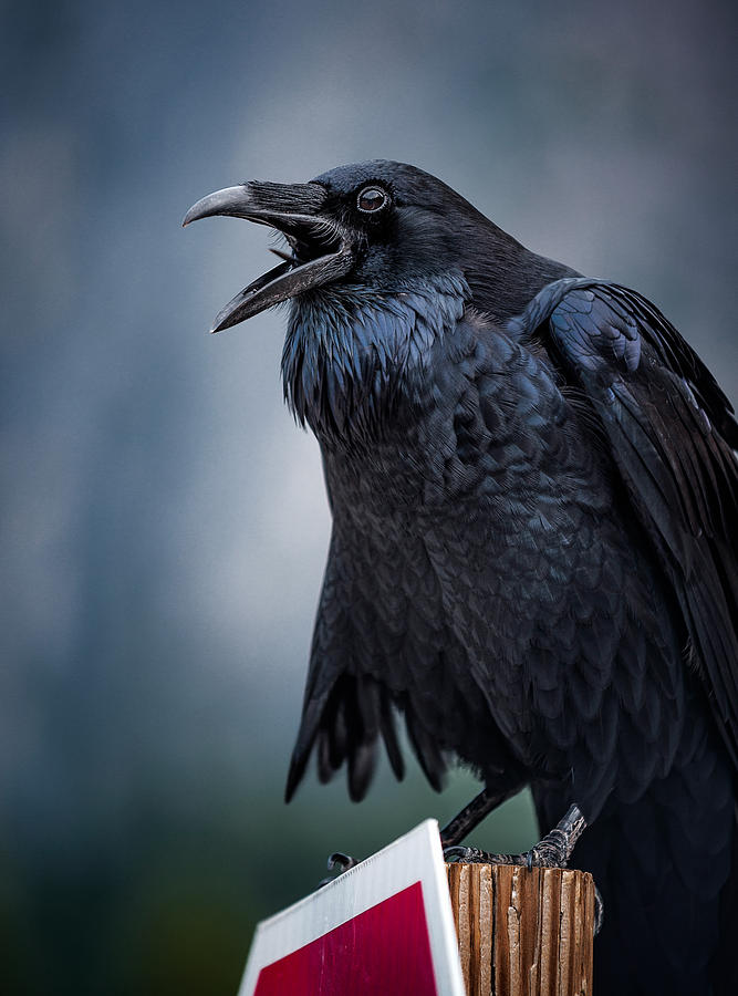Quoth the Raven Photograph by Steven Maxx