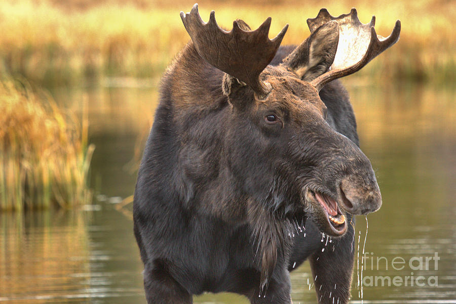 Moose Hello Photograph by Adam Jewell