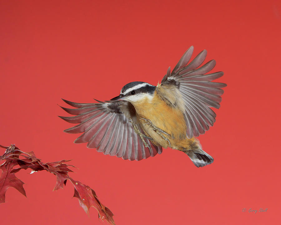 R B Nuthatch Photograph by Gerry Sibell