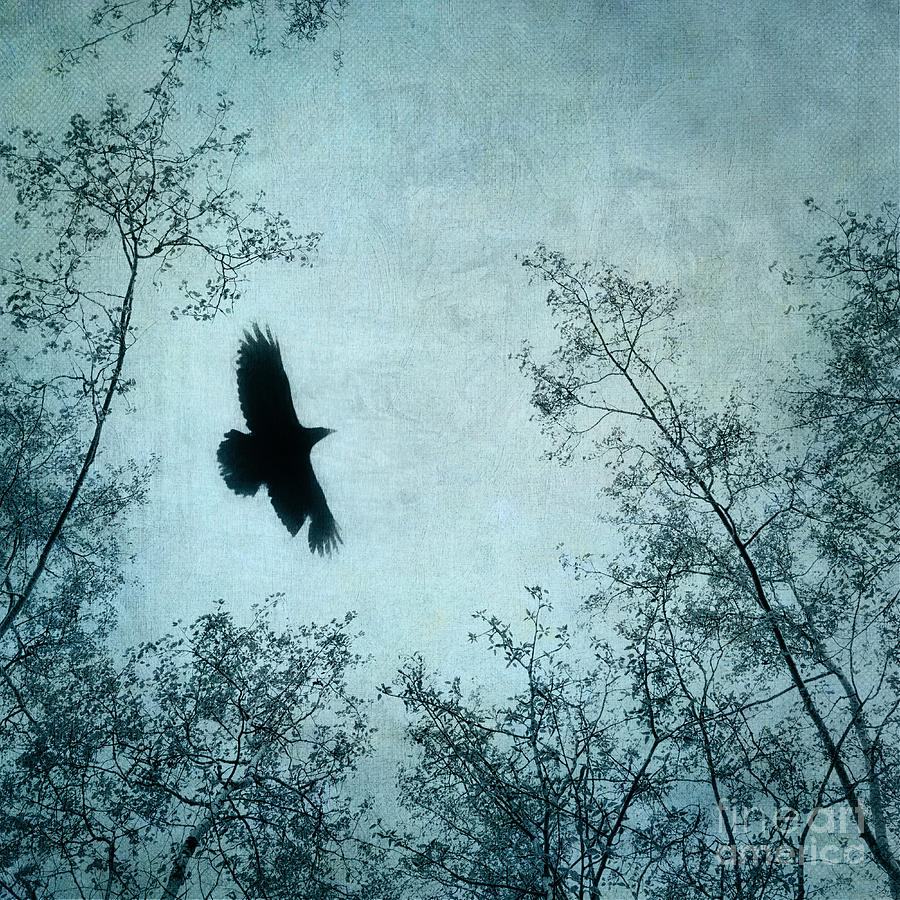 Raven Photograph - Spread your wings by Priska Wettstein