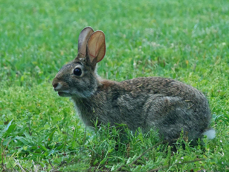 Rabbit 014 Photograph by Christopher Mercer