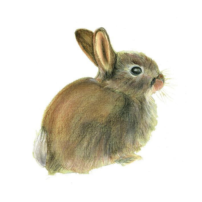 Peter Rabbit Painting - Rabbit  by Alison Langridge