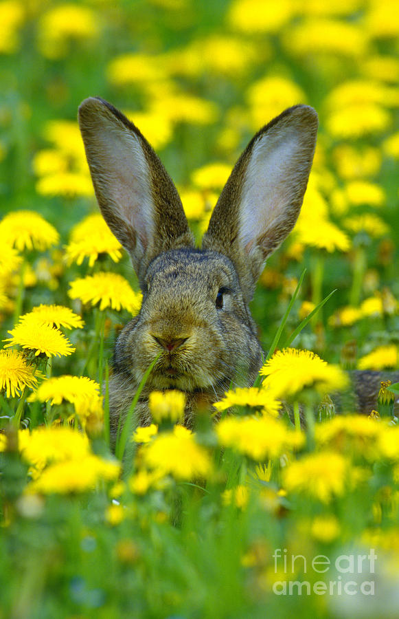 Rabbit And Dandelions Photograph by Herbert Kehrer