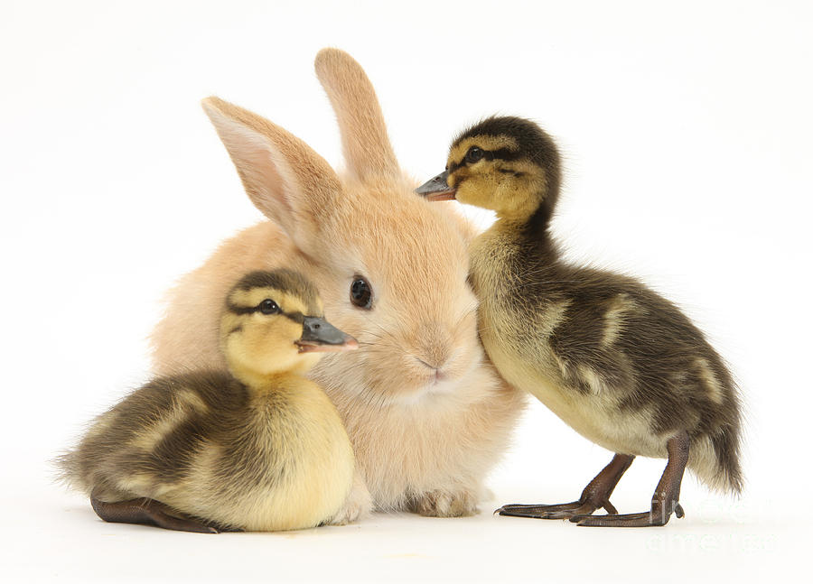 Duck Photograph - Rabbit And Ducklings by Mark Taylor