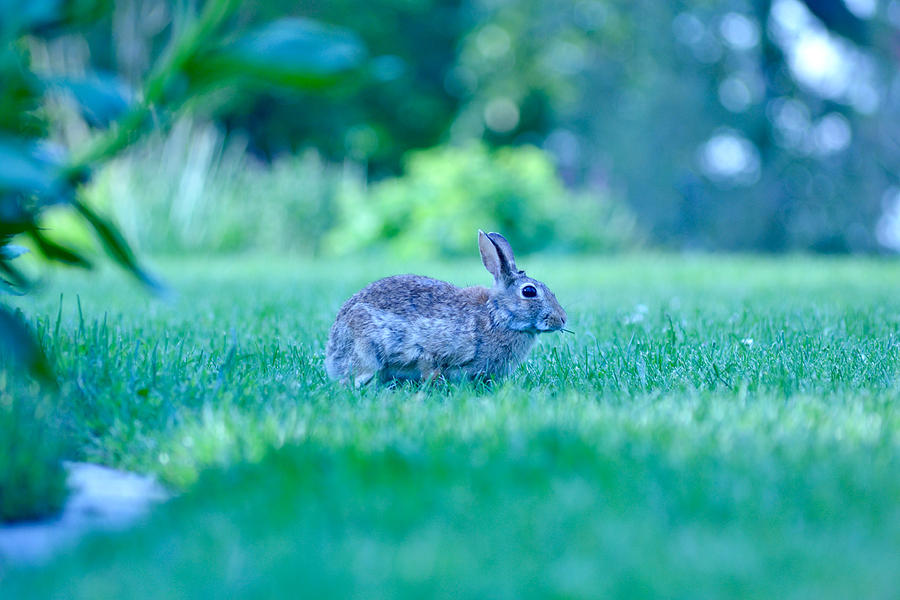 Rabbit At Park Photograph by Praveen Thummaluru - Fine Art America