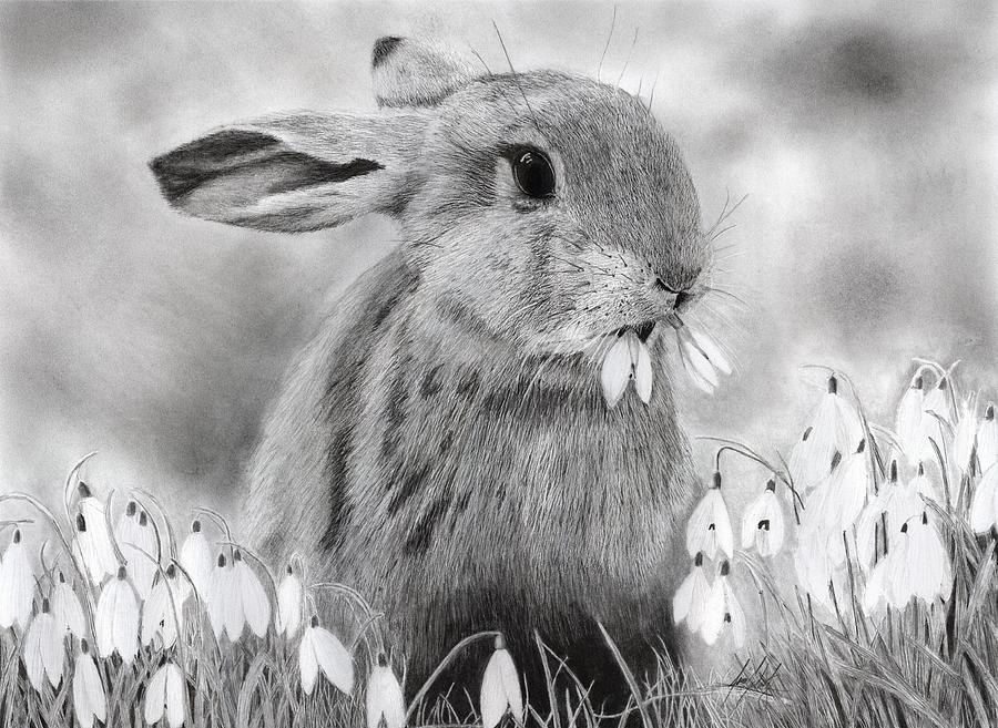 Bunny Drawing - Rabbit Eating Flowers by James Schultz