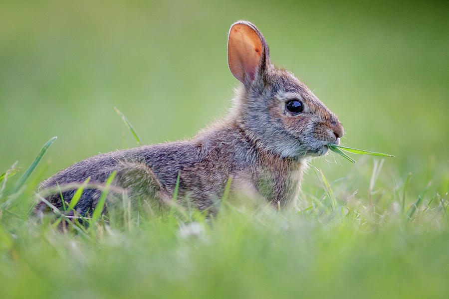 Rabbit Eating Grass Photograph by Gary Detonnancourt Pixels