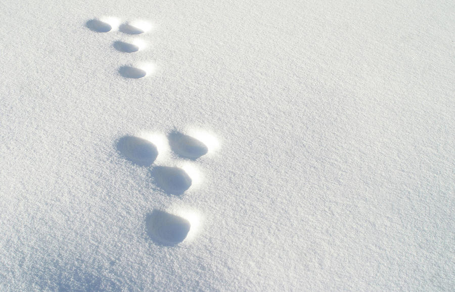 Rabbit Footprints in the Snow 2 Photograph by Jack Dagley - Pixels