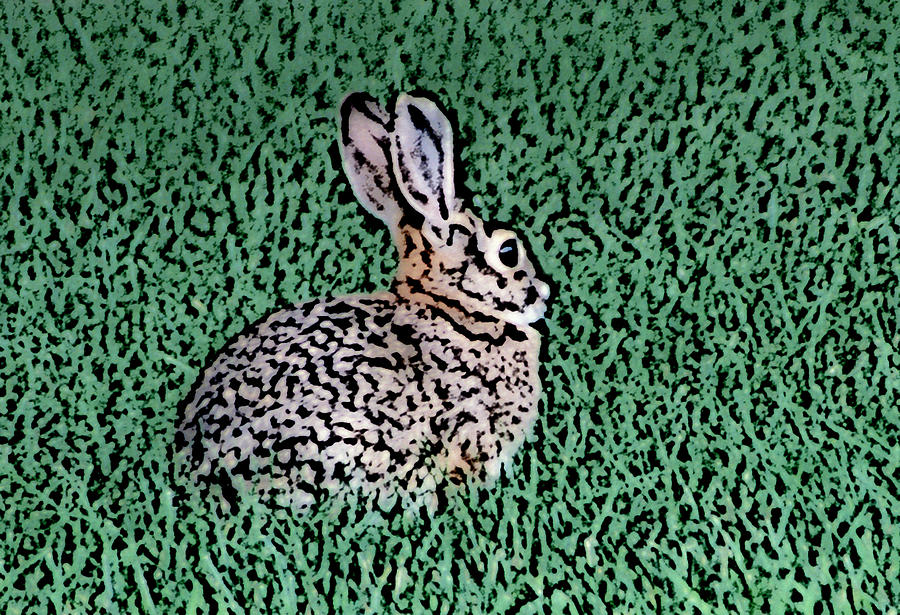 Rabbit Photograph
