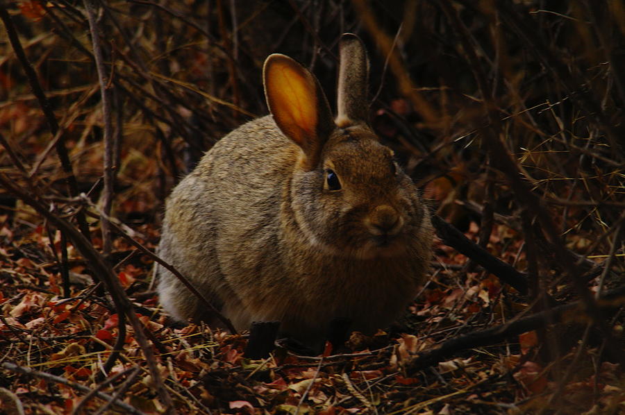 Wildlife Photograph - Rabbit hanging in the underbrush by Jeff Swan