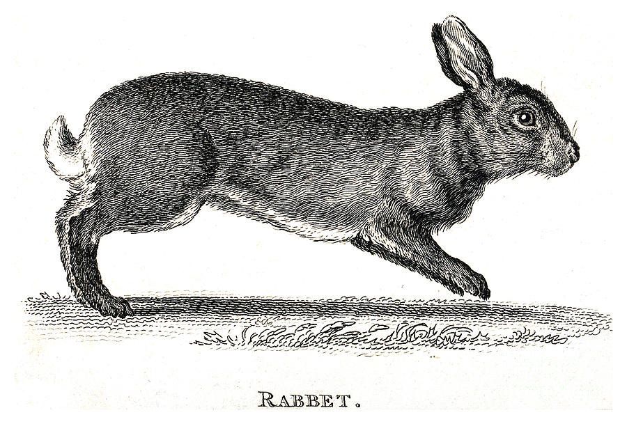Rabbit Historical Illustration Photograph by Wellcome Images