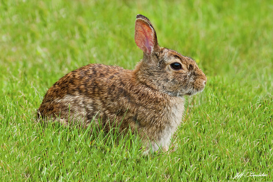 Rabbit in a Grassy Meadow Photograph by Jeff Goulden
