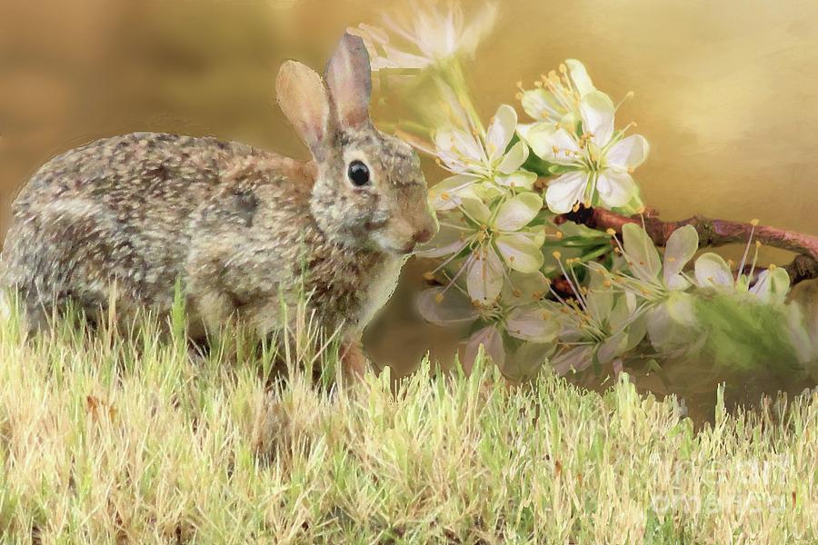 Eastern Cottontail Rabbit in Grass Digital Art by Janette Boyd