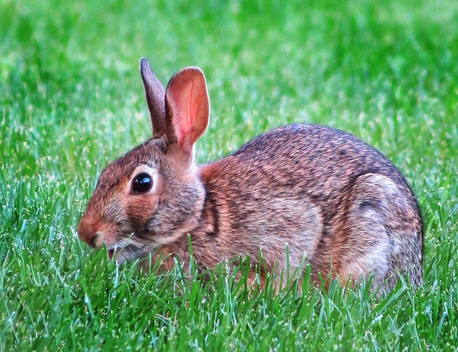 bunny in yard