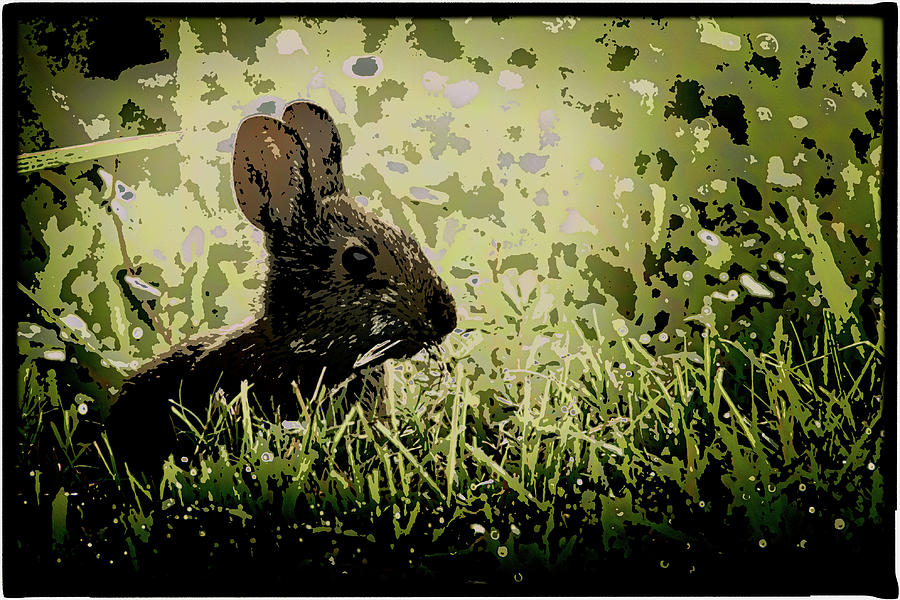 Rabbit In Meadow Photograph by Richard Goldman