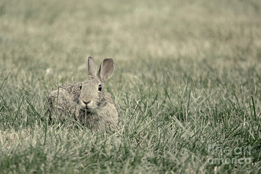 Rabbit in the Grass Photograph by Jason Freedman