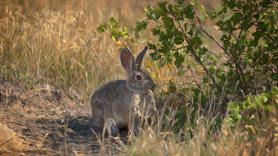 Rabbit on the Prairie Photograph by Susan Rissi Tregoning