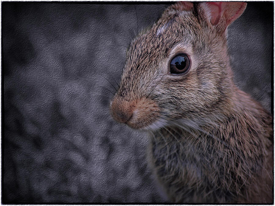 Rabbit Munching on Grass Photograph by Phil Cardamone
