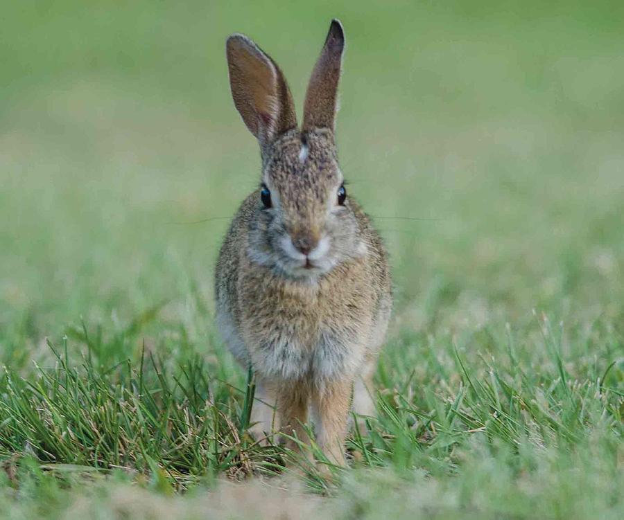 Rabbit Portrait Photograph by William Bitman