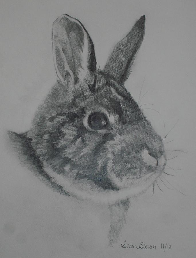 Rabbit Drawing by Sean Brown