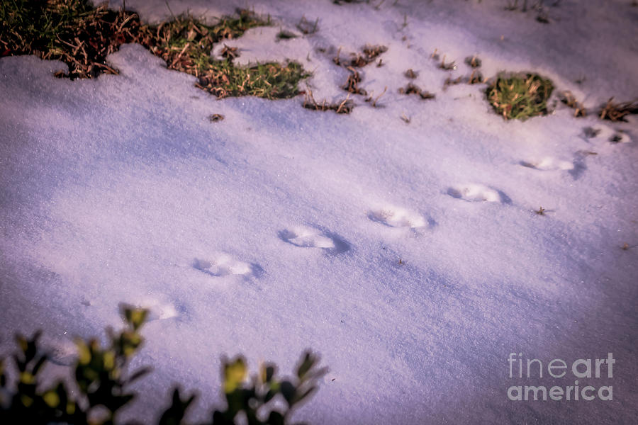 Rabbit tracks Photograph by Claudia M Photography