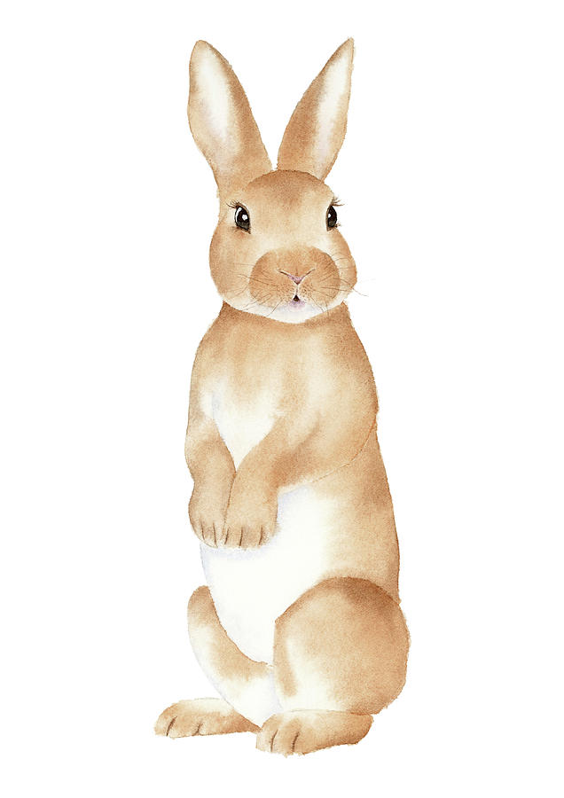 Rabbit Watercolor Painting by Zapista OU