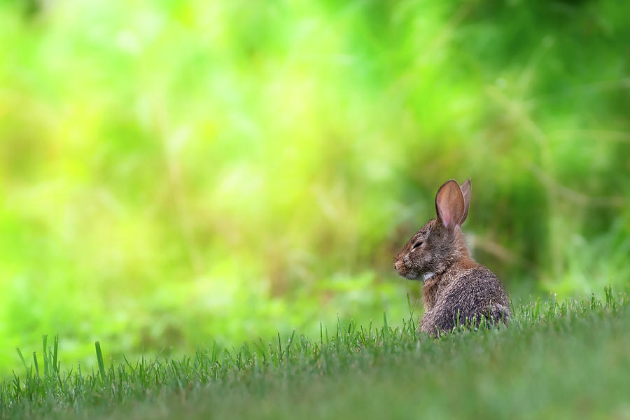 Rabbit Zen Photograph by Bill Wakeley