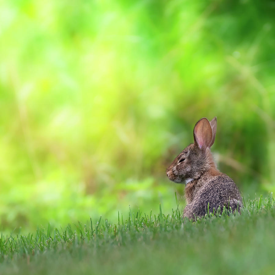 Rabbit Photograph - Rabbit Zen Square by Bill Wakeley