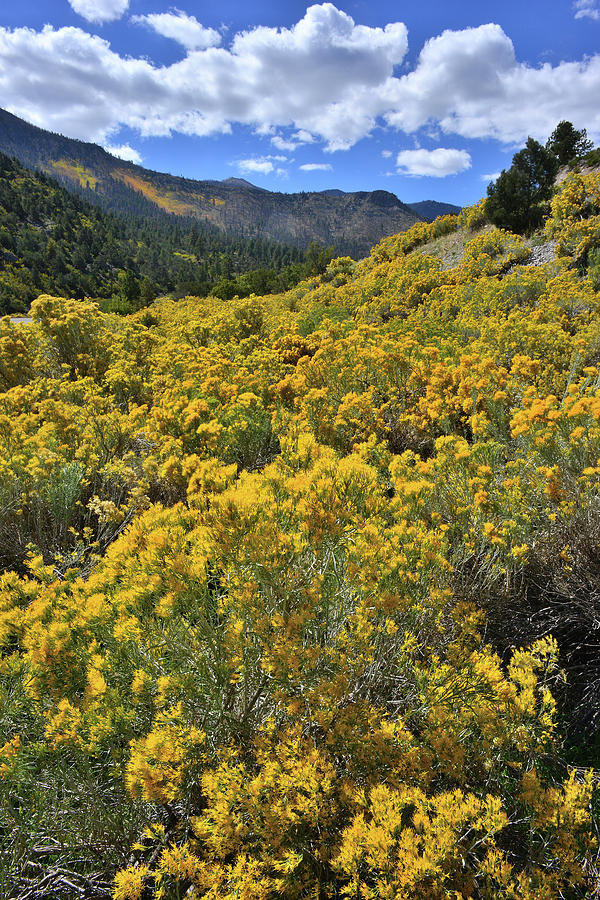Rabbitbrush along Highway to Mt. Charleston Photograph by Ray Mathis