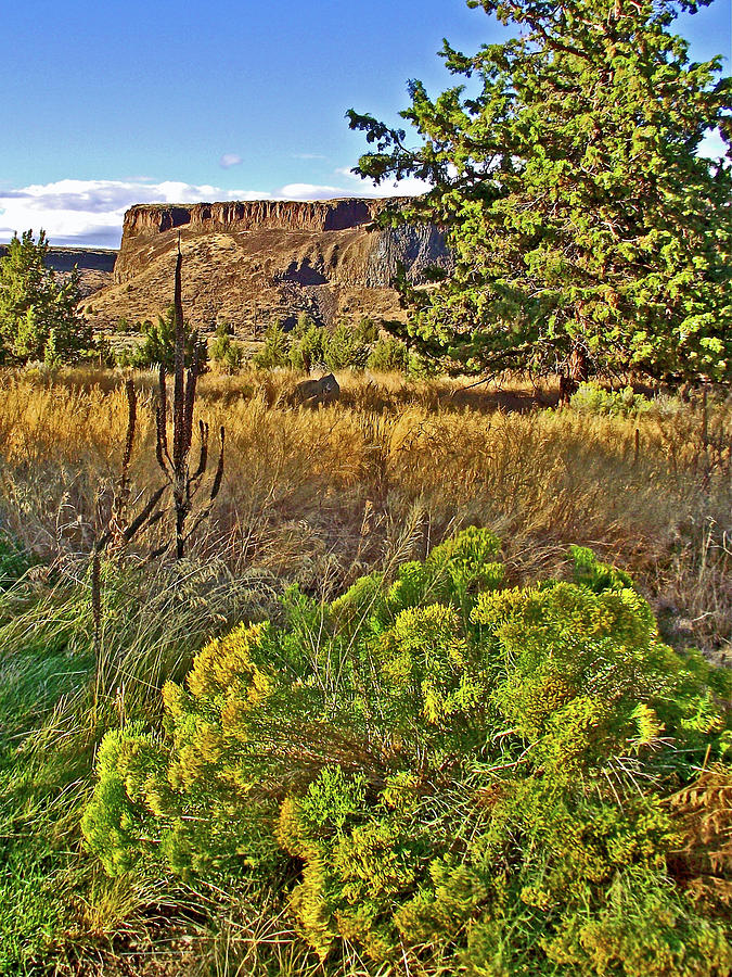 Rabbitbrush and Canyon Walls in Crooked River RV Park, Oregon Photograph by Ruth Hager