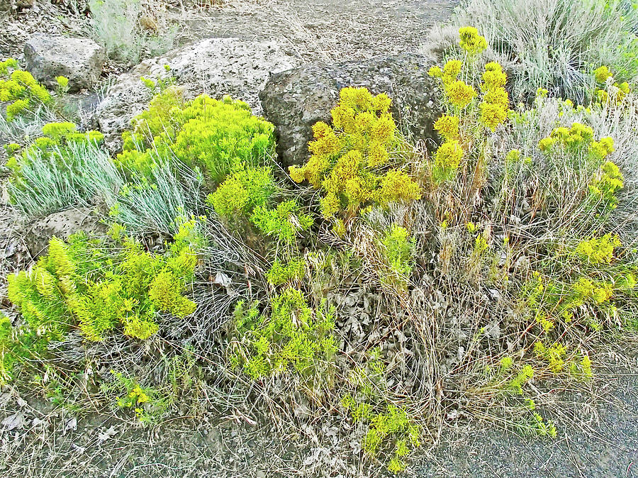 Rabbitbrush, Crooked River RV Park, Oregon Photograph by Ruth Hager