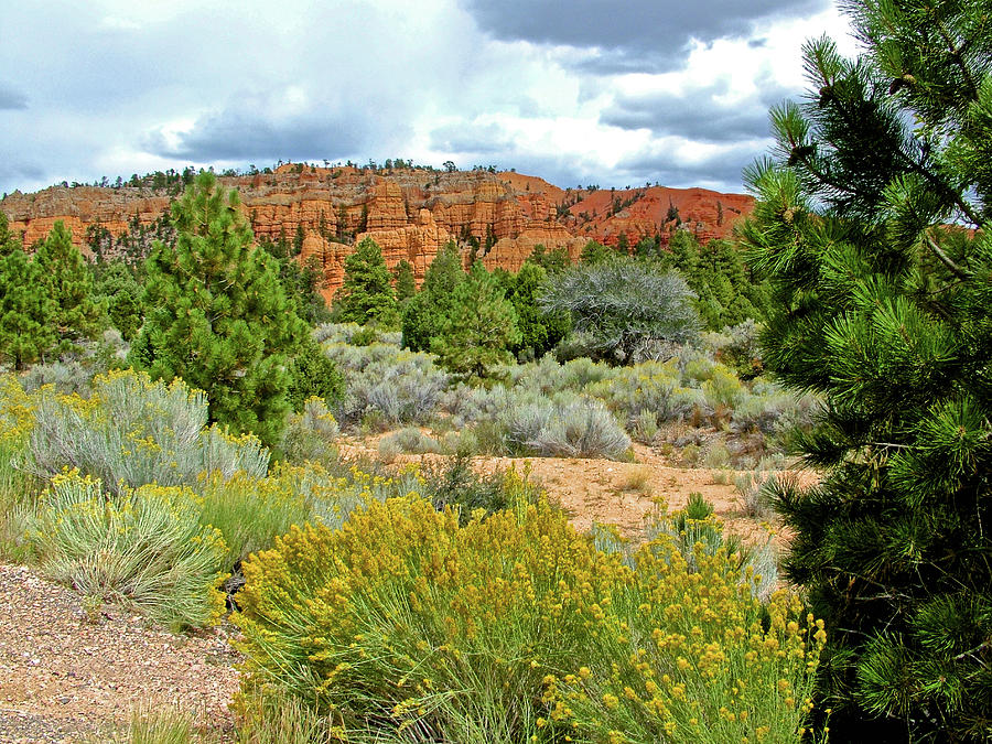 Rabbitbrush in Red Canyon in Dixie National Forest, Utah  Photograph by Ruth Hager