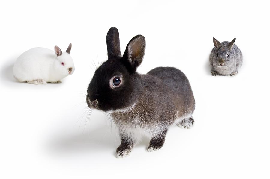 Easter Photograph - Rabbits by Corey Hochachka