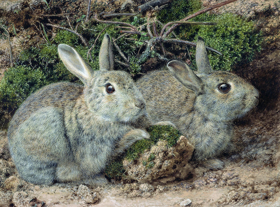 Rabbits Painting by John Sherrin