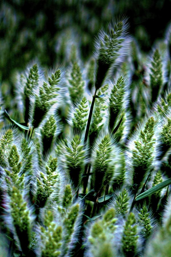 Rabbitsfoot Grass Photograph by Nick Kloepping