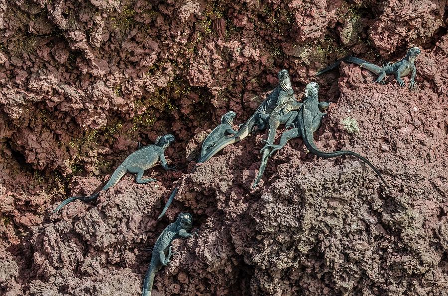Rabida Marine Iguanas Photograph by Harry Strharsky