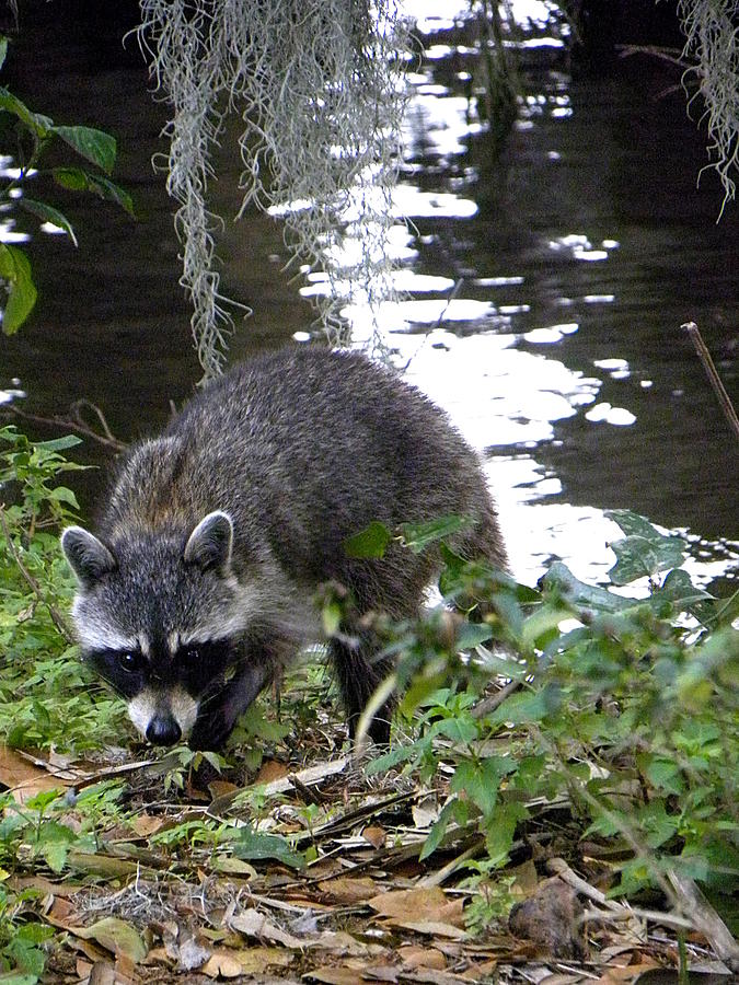 Raccoon 000 Photograph by Christopher Mercer