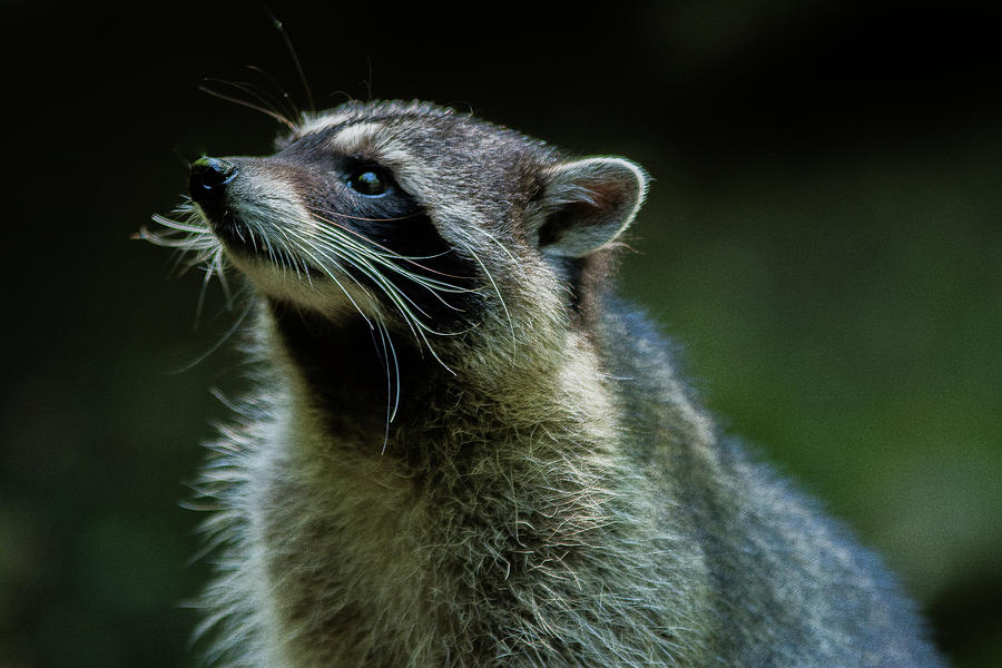 Raccoon 1 Photograph by Jason Brooks