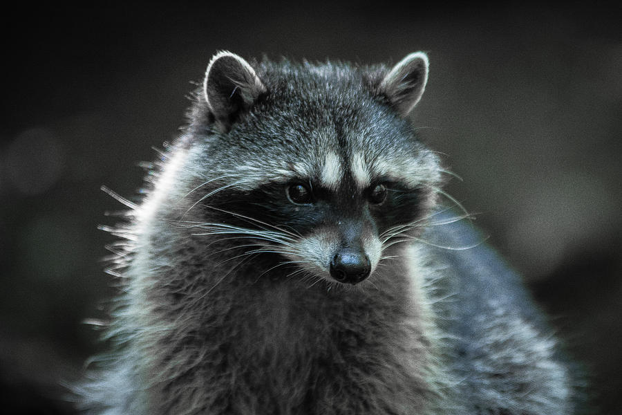 Raccoon 2 Photograph by Jason Brooks