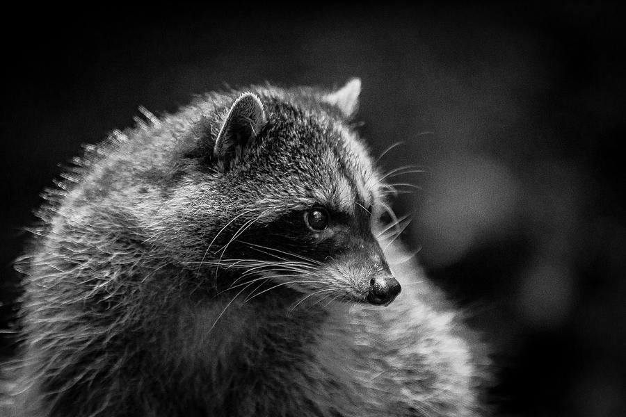 Raccoon 3 Photograph by Jason Brooks