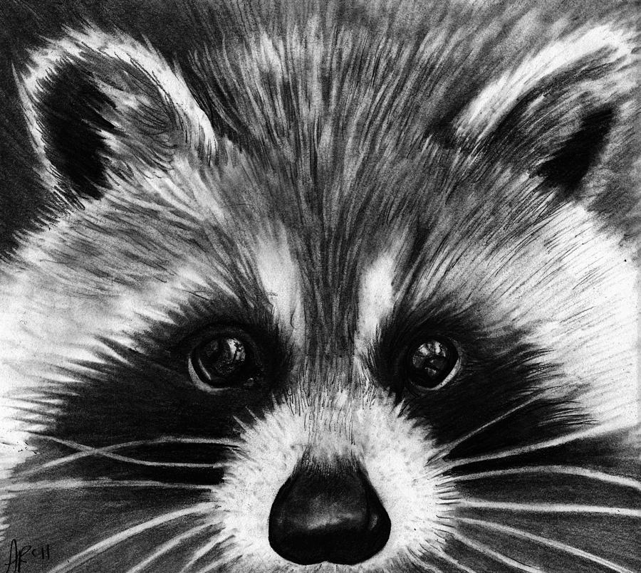 Raccoon Drawing - Raccoon by Alycia Ryan