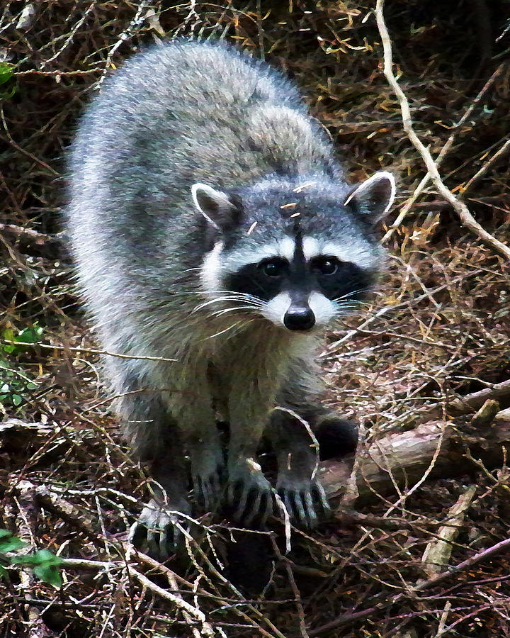 Raccoon  Photograph by Anthony Jones