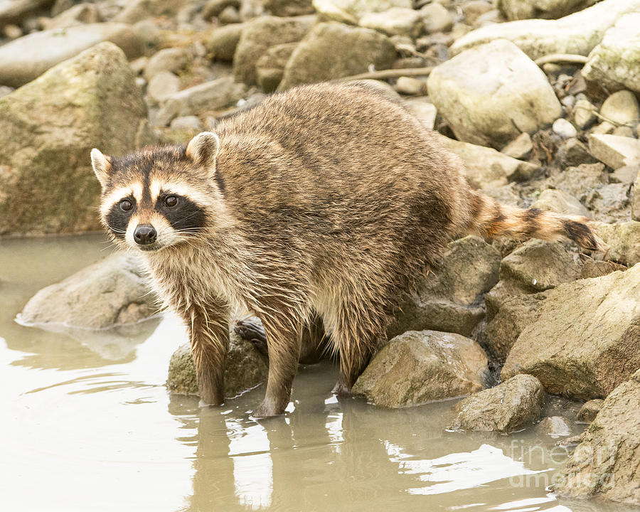 Raccoon at Bear River Photograph by Dennis Hammer